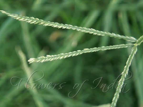 Indian Crowfoot Grass